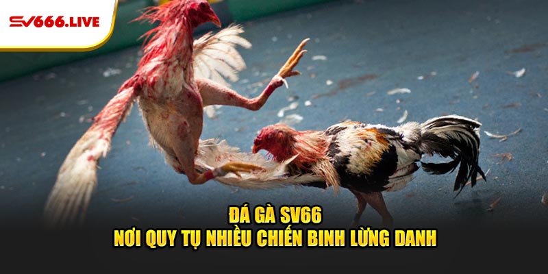 SV66 | NHÀ CÁI CÁ CƯỢC XANH CHÍN, THƯỞNG BẤT TẬN 48 Đá gà SV66 - Nơi quy tụ nhiều chiến binh lừng danh